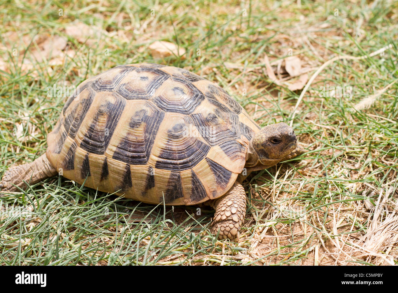 Schildkröte im Rasen Stockfoto