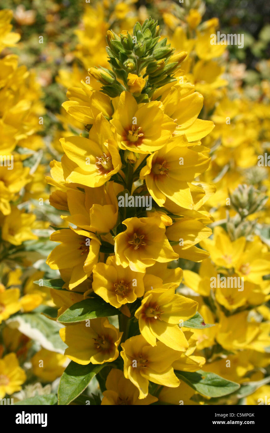 Garten Gilbweiderich Lysimachia Trommler Stockfoto