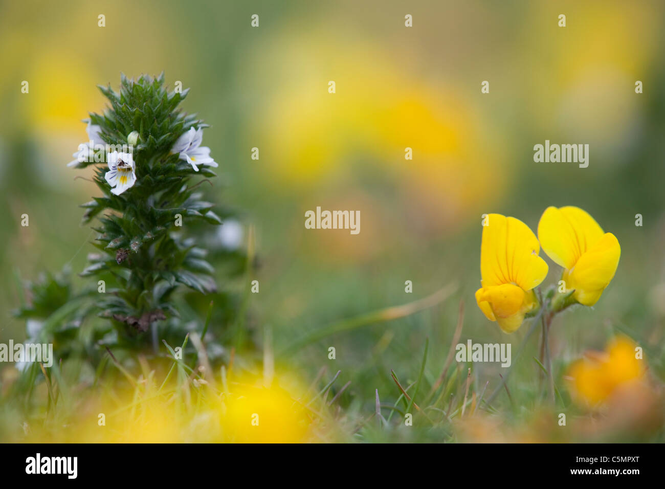 Augentrost; Euphrasia Officinalis; mit Vogel's – Foot Trefoil; Cornwall Stockfoto