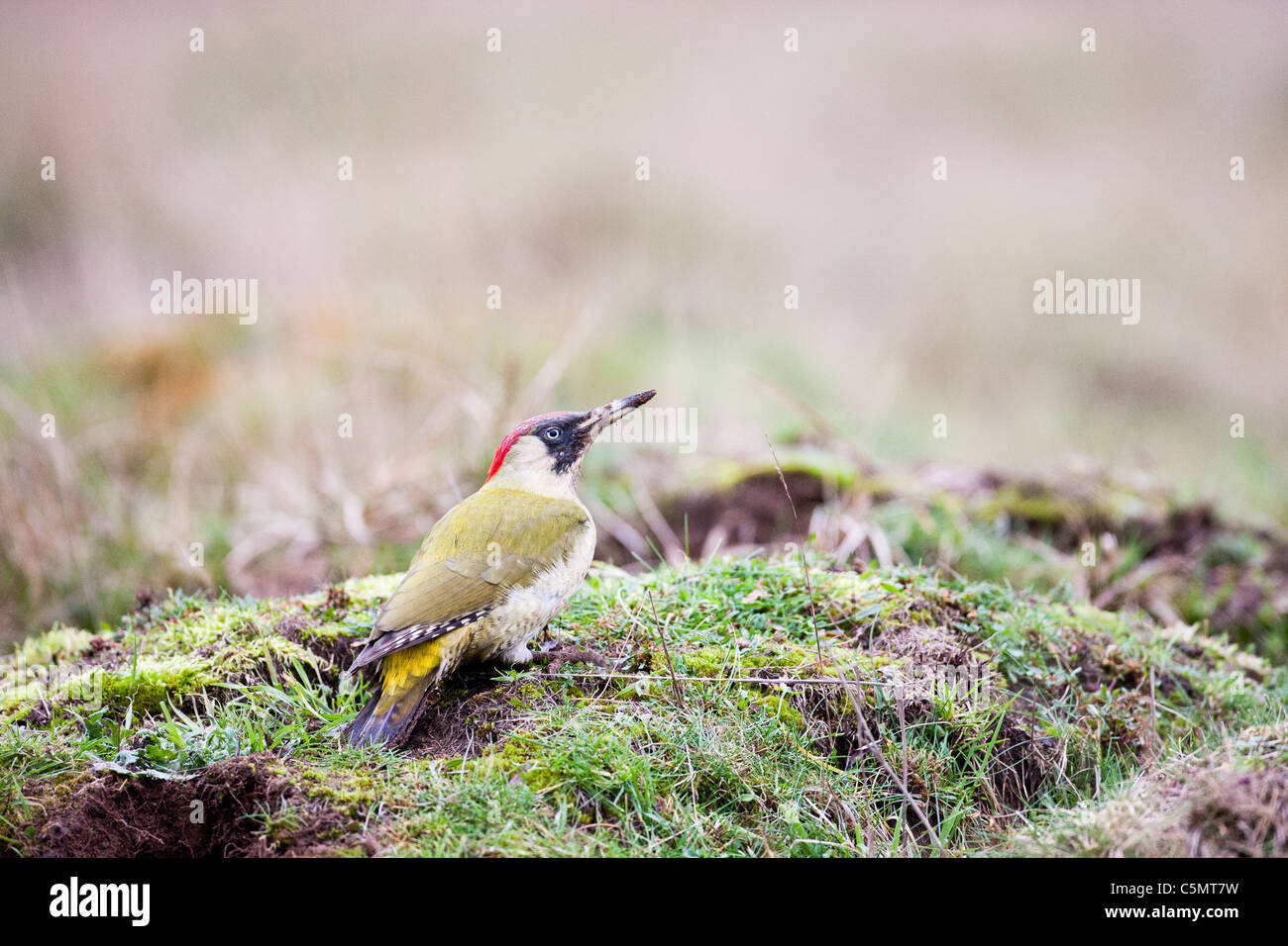 BUSHY PARK, LONDON A grüne Specht (Picus Viridis) Pausen von seiner Aufgabe, Graben für Ameisen im Londoner Bushy Park. Stockfoto