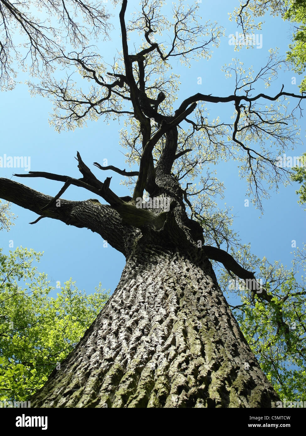 Sehr hohe und alte Eiche in einem Wald Stockfoto