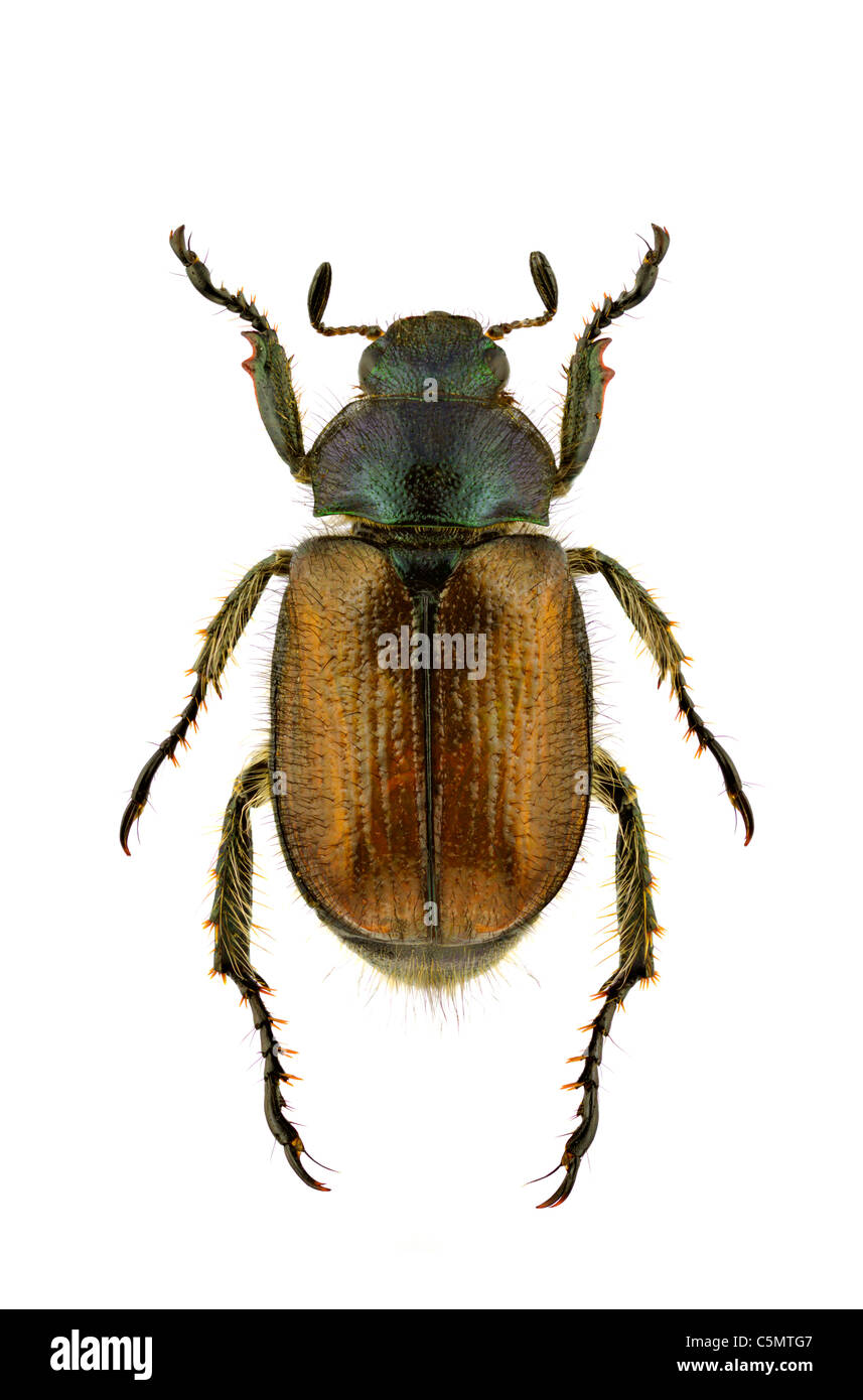 Makroaufnahme einer Phyllopertha Horticola isoliert auf weißem Hintergrund. Stockfoto