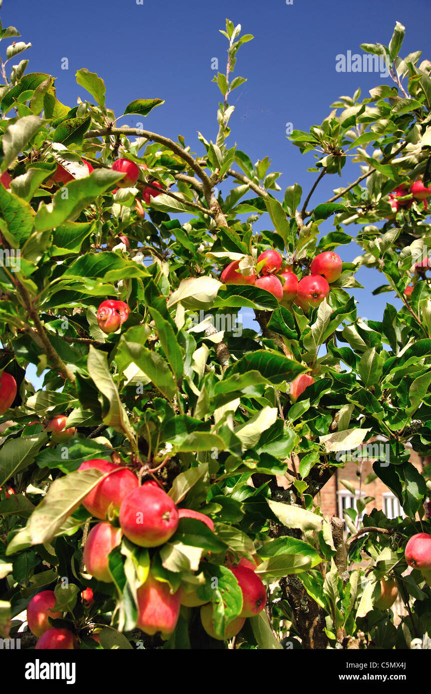 Die Reifen Äpfel am Baum, Buckler Hard, Hampshire, England, Vereinigtes Königreich Stockfoto