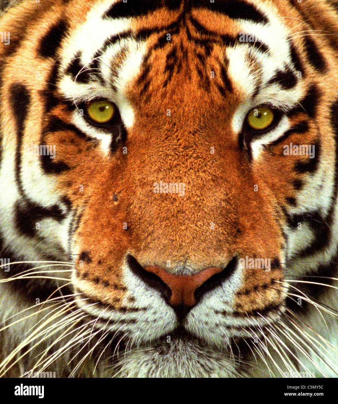 Ein Tiger Kopf Dies ist eine Sibirische Tiger (Panthera tigris altaica). Aus den Archiven von Presse Portrait Service (ehemals Presse Portrait Bureau) Stockfoto