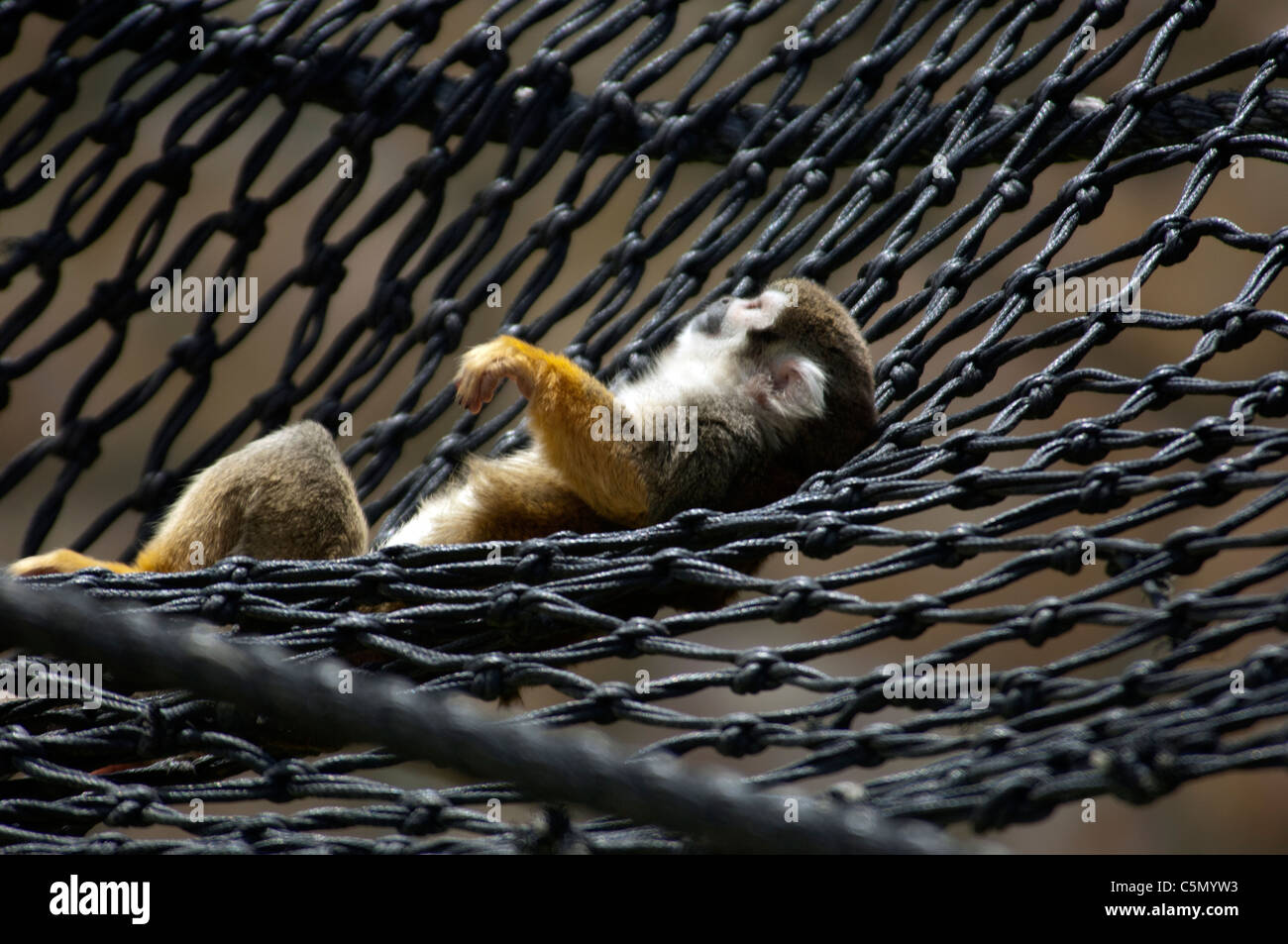Totenkopfaffen in Hängematte biblischen Zoo Jerusalem Israel Stockfoto