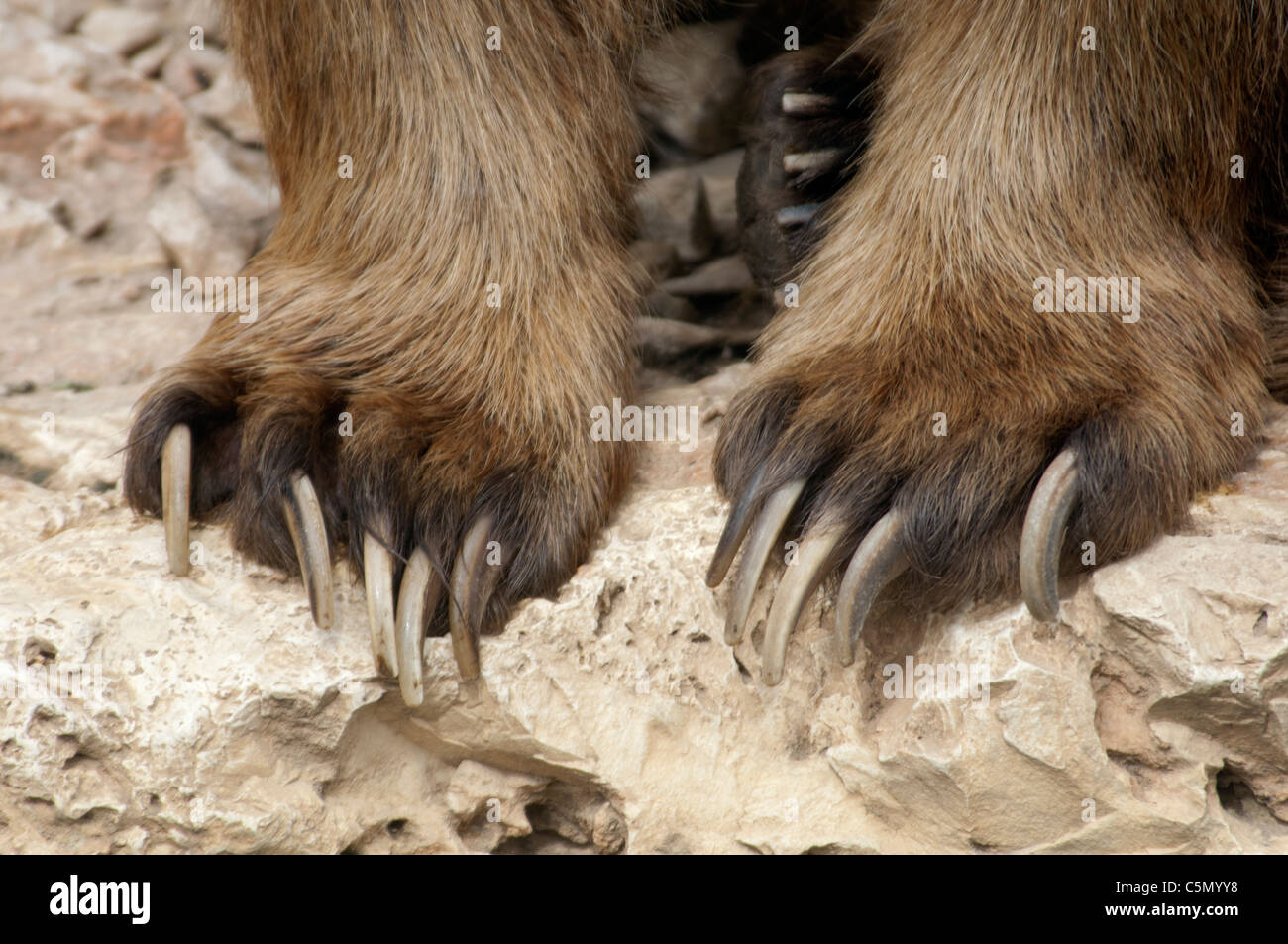 Syrischer Braunbär (Ursus Arctos Syriacus) im biblischen Zoo Jerusalem Israel Stockfoto