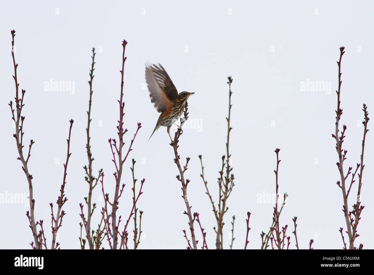Ein alleinige Rotdrossel Vogel schlägt mit den Flügeln in einem Baum im Winter. UK Stockfoto
