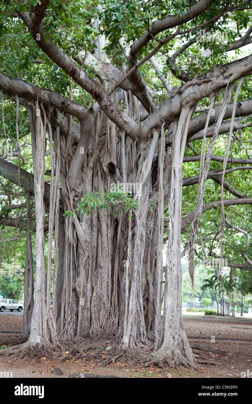 BanyanBaum (Ficus Feige) ungewöhnliche Baumwurzeln
