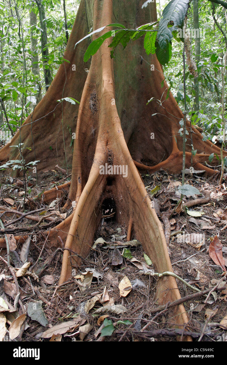 Baum (Piptadeniastrum Africana: Leguminosae), zeigen kleine Strebepfeiler, im Regenwald, Kamerun. Stockfoto