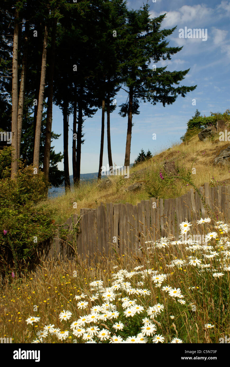 Wildblumen und Holzzaun auf Bowen Island, British Columbia, Kanada Stockfoto