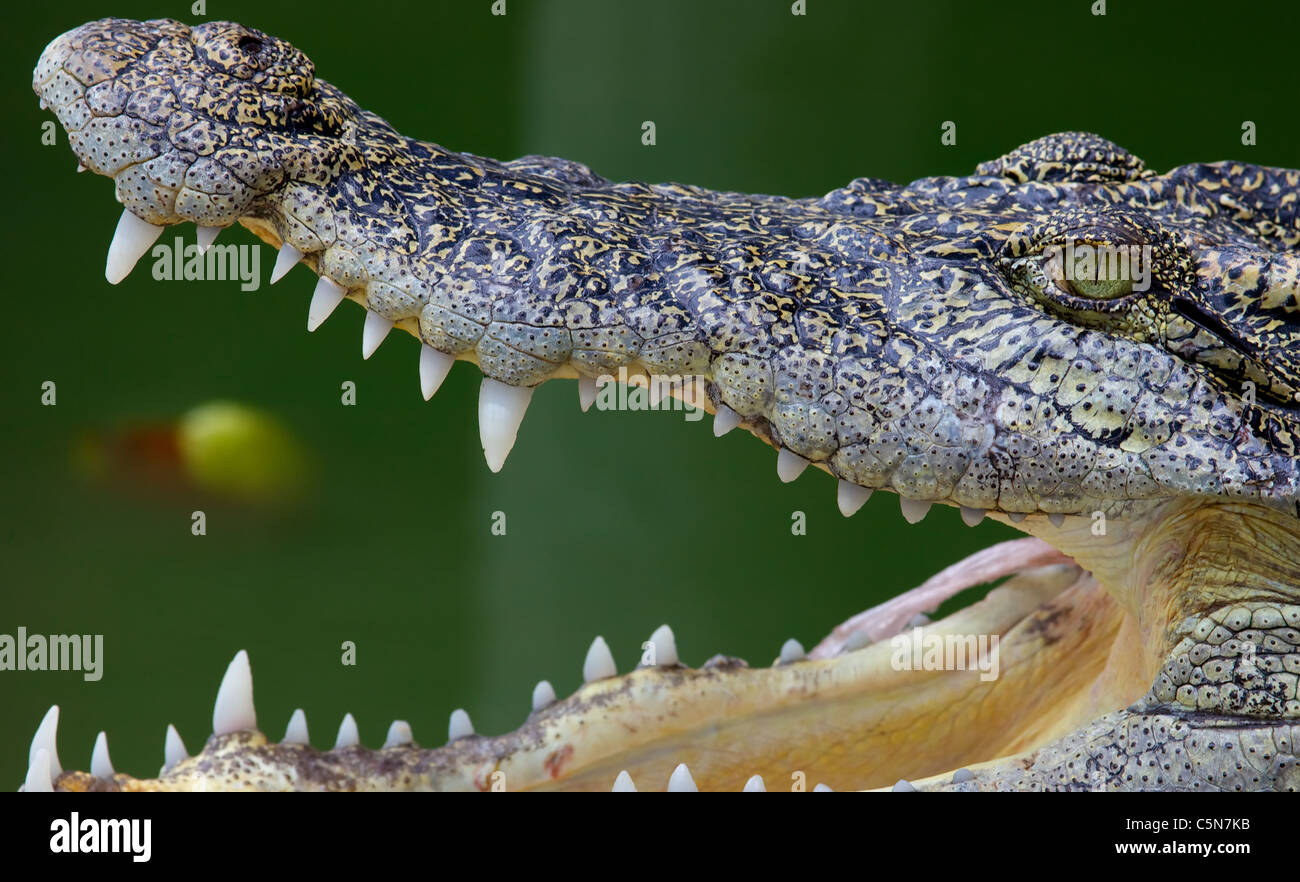 Seitenansicht des Krokodils mit Mund öffnen Stockfoto