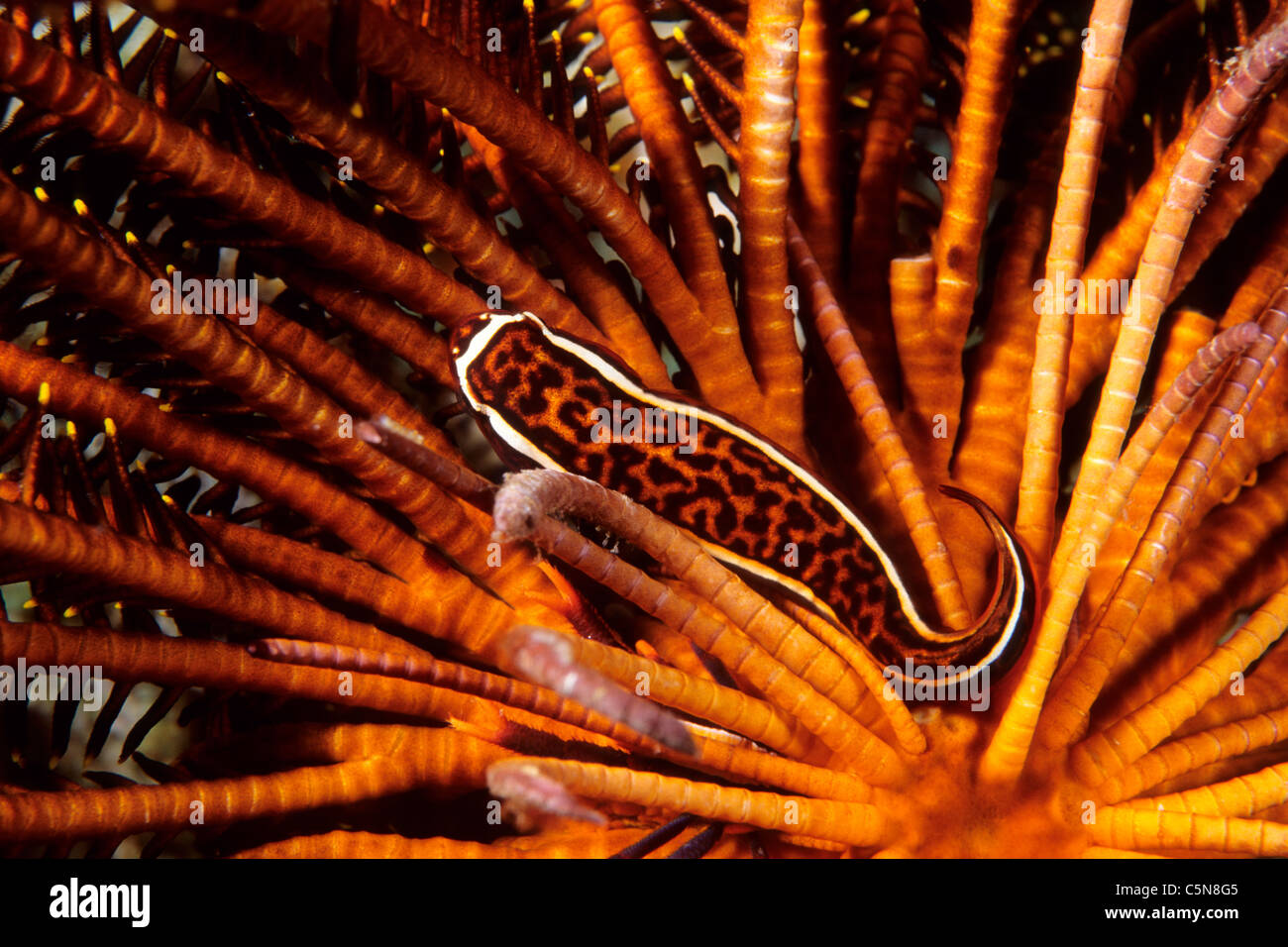 Symbosis Clingfish innen Crinoid, Discotrema Crinophilum, Kimbe Bay, New Britain, Papua Neu Guinea Stockfoto