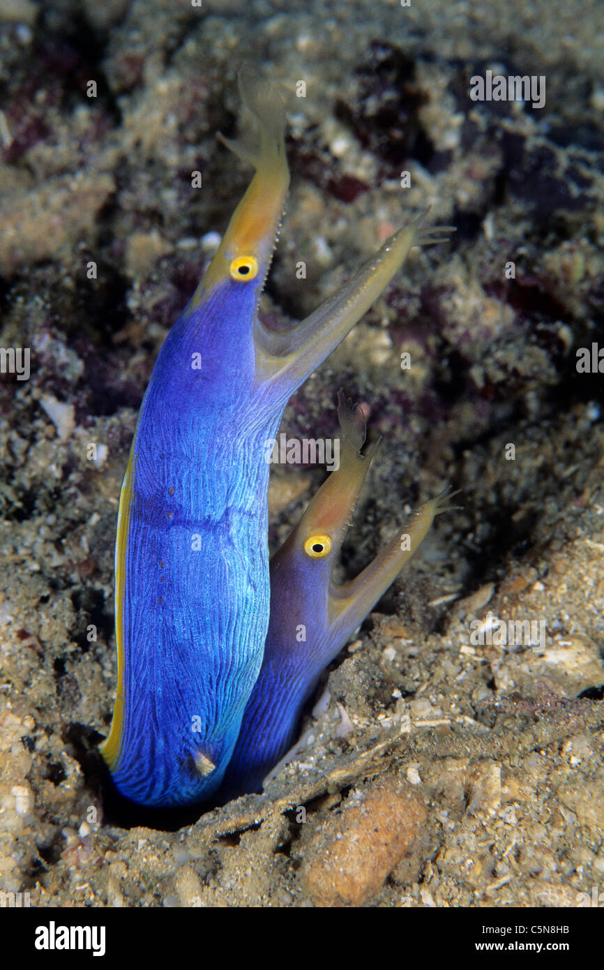 Paar Blue Ribbon Eel, Rhinomuraena Quaesita, Kimbe Bay, New Britain, Papua Neu Guinea Stockfoto