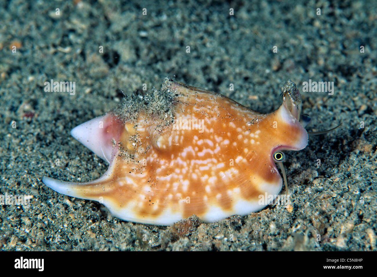 Chonch Shell, begeistert Vomer, Kimbe Bay, New Britain, Papua New Guinea Stockfoto