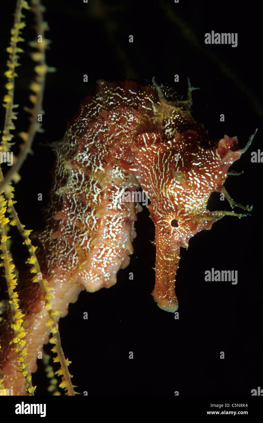 Pazifische Seepferdchen, Hippocampus Ingens, Galapagos, Ecuador Stockfoto