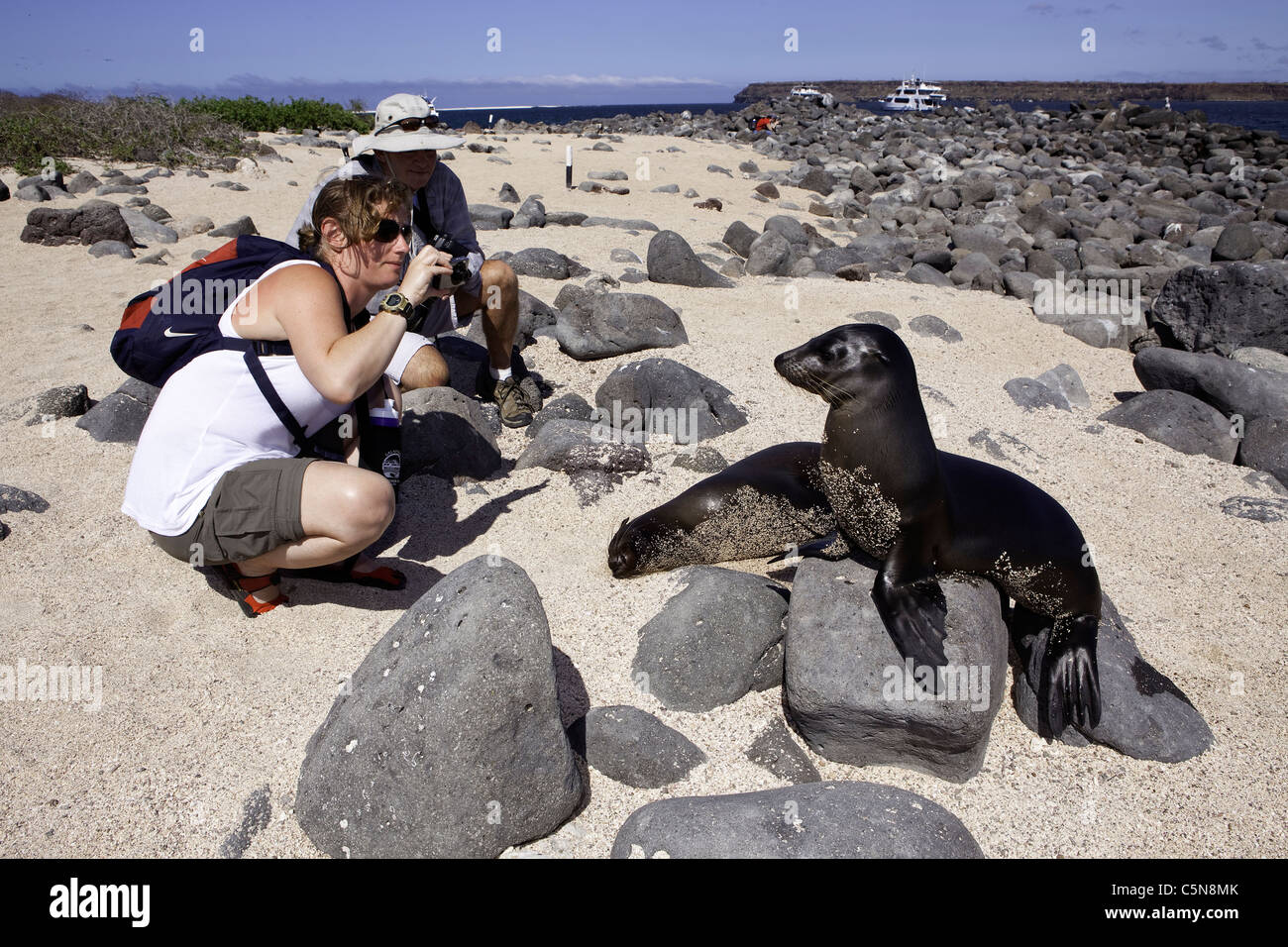 Touristen fotografieren Galapagos-Seelöwen, Zalophus Wollebaeki, North Seymour Island, Galapagos, Ecuador Stockfoto