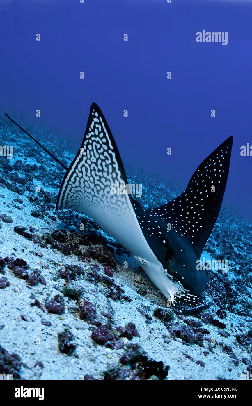 Nahrungssuche Eagle Ray, Aetobatus Narinari, Galapagos, Ecuador Stockfoto