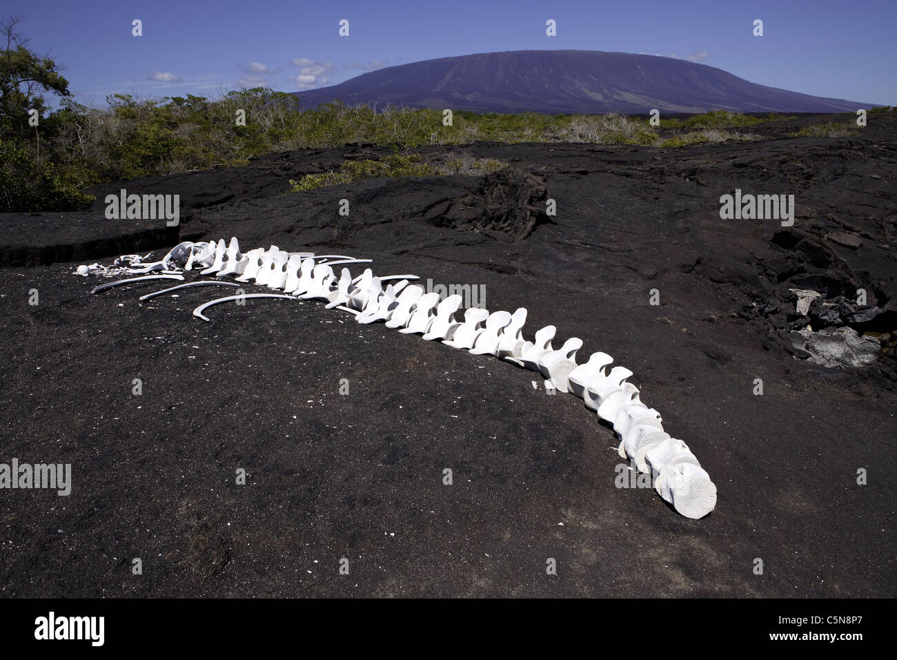 Wal-Skelett, Fernandina Insel, Galapagos, Ecuador Stockfoto