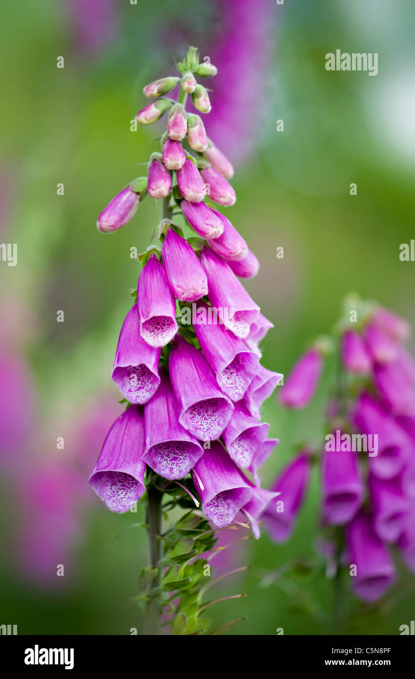 Fingerhut - Digitalis Purpurea Blumen Stockfoto