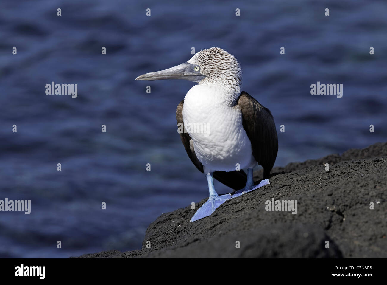 Blau-footed Tölpel, Sula Nebouxii, Fernandina Insel, Galapagos, Ecuador Stockfoto