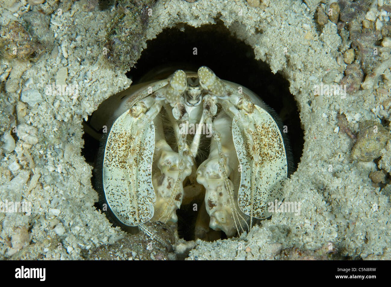 Fangschreckenkrebse, durchbohren Lysiosquillina Maculata, Mikronesien, Pazifik, Yap Stockfoto