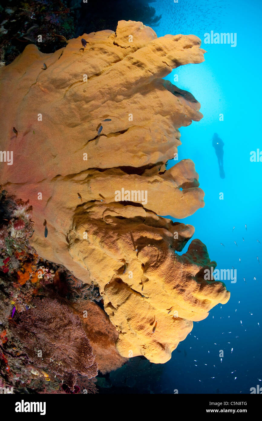 Taucher und Elephant Ear Sponge Ianthella Basta, Raja Ampat, West Papua, Indonesien Stockfoto