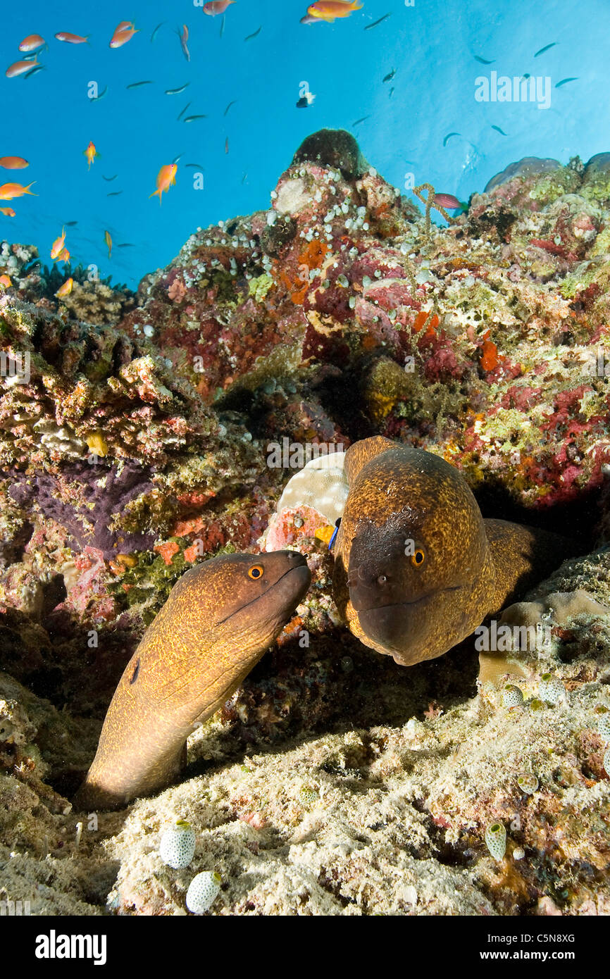 Paar von gelb-Margin Moray, Gymnothorax Flavimarginatus, Indischer Ozean, Malediven Stockfoto