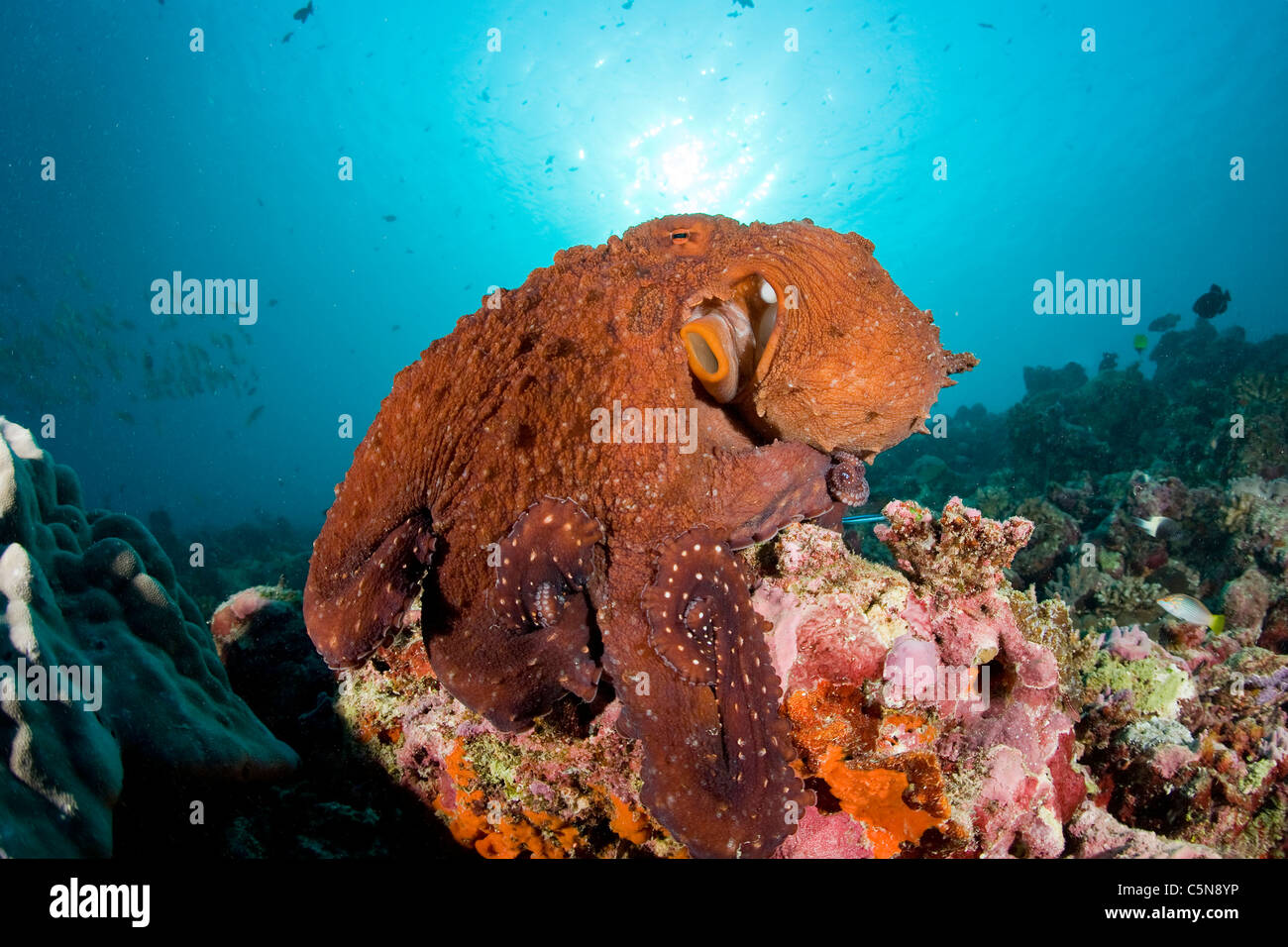 Gemeinsame Krake auf Korallenriff, Octopus Vulgaris, Indischer Ozean