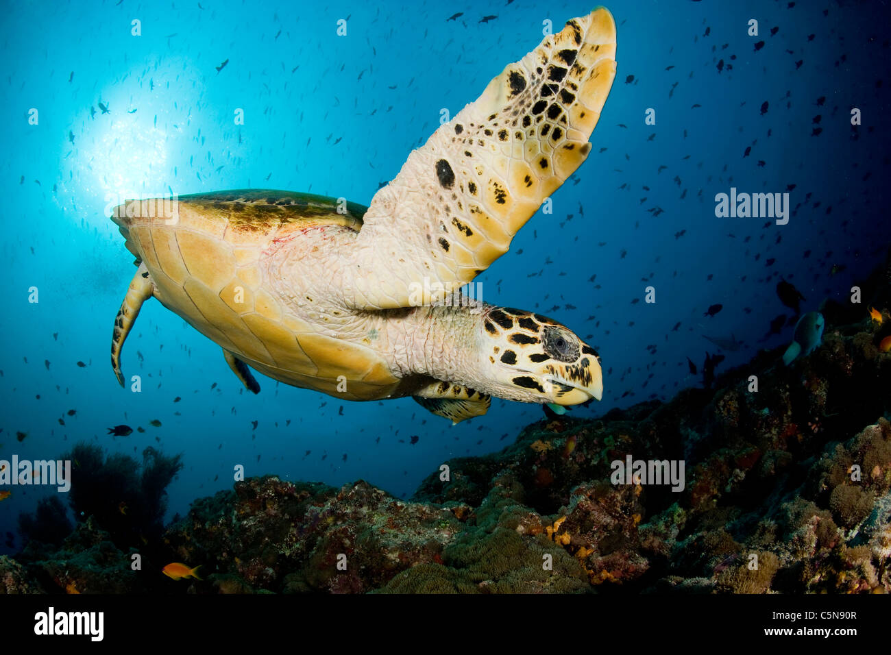 Hawksbill Turtle, Eretmochelys Imbricata, Indischer Ozean, Malediven Stockfoto