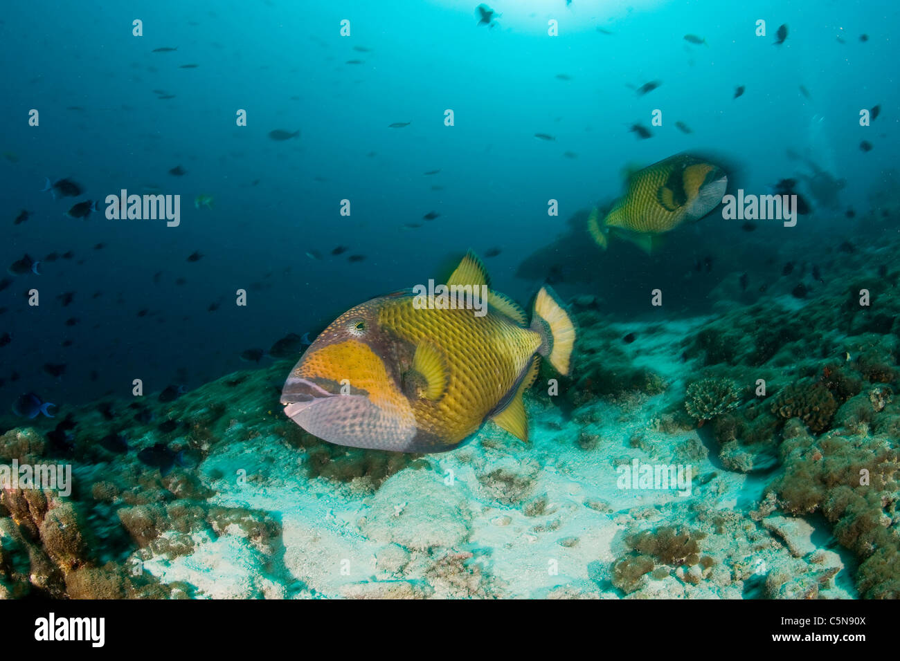 Titan-Drückerfisch, Balistoides Viridescens, Indischer Ozean, Malediven Stockfoto