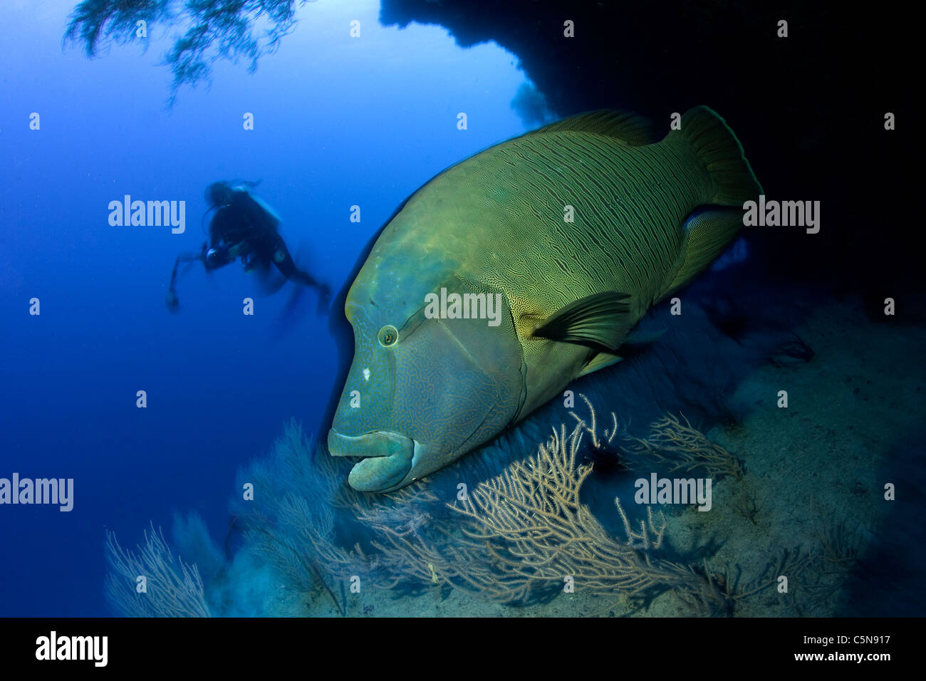 Napoleon-Lippfisch, Cheilinus Undulatus, Indischer Ozean, Malediven Stockfoto