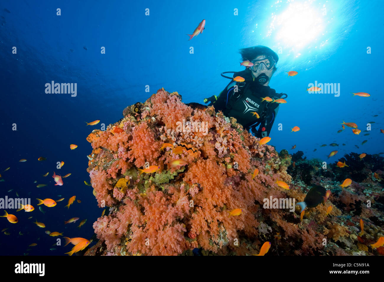 Taucher am Korallenriff, Indischer Ozean, Malediven Stockfoto