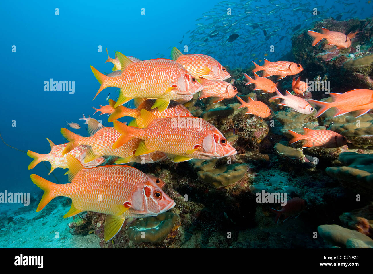 Gruppe von Longjawed Squirrelfish, Sargocentron Spiniferum, Indischer Ozean, Malediven Stockfoto