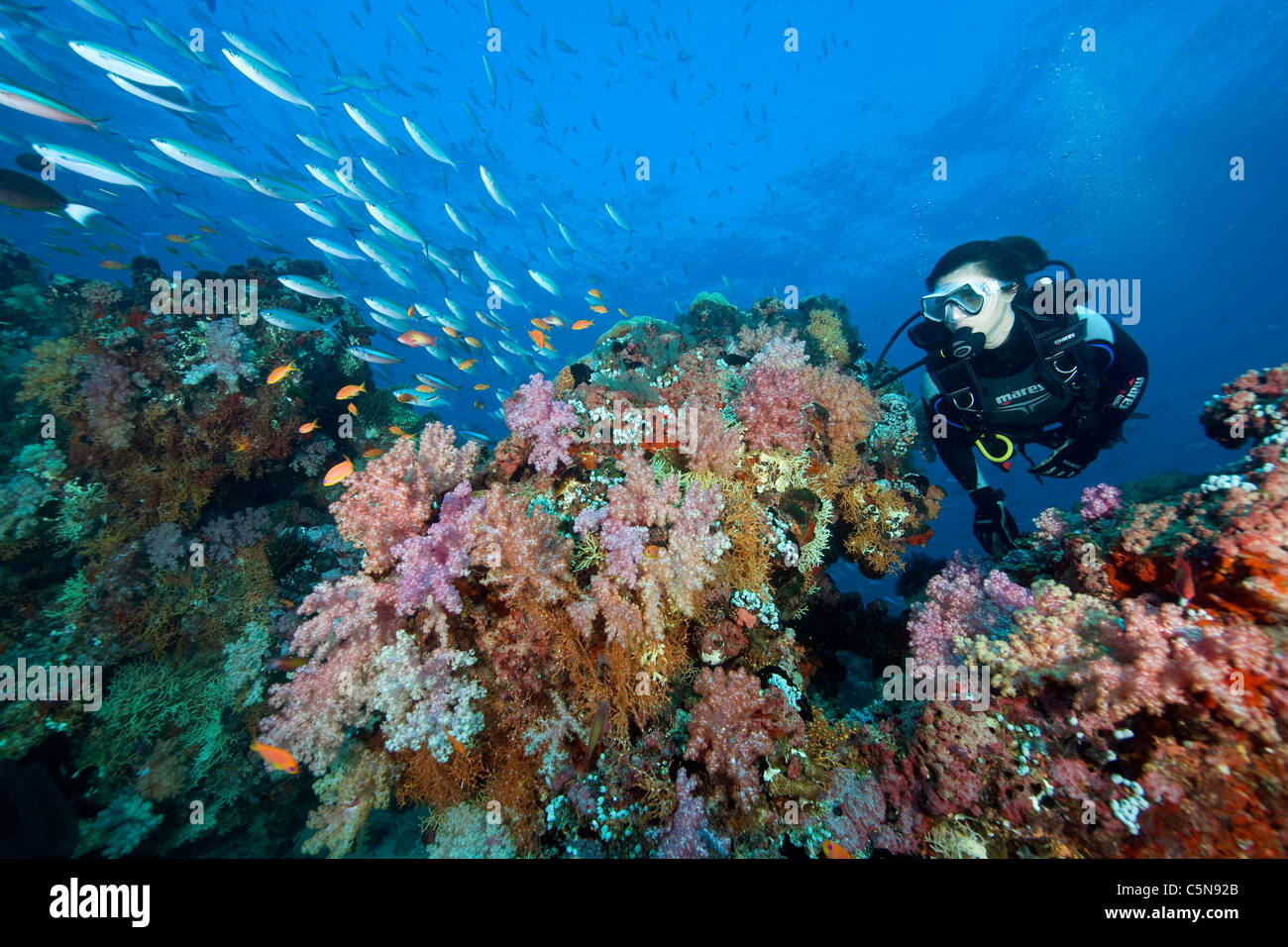 Scuba Diver auf bunten Riff, Indischer Ozean, Malediven Stockfoto