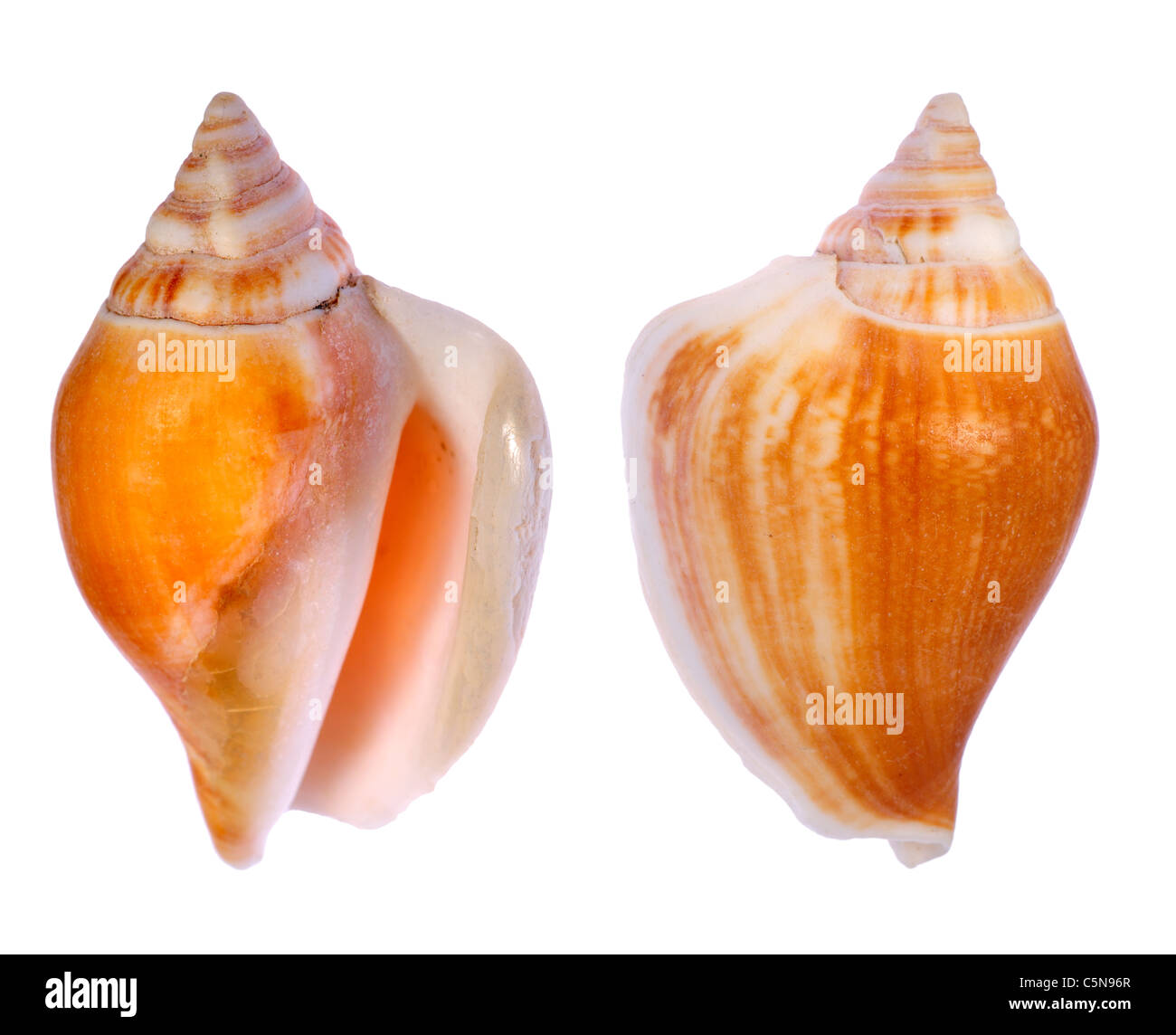 Hund-Conch-Muschel (Canarium Laevistrombus / begeistert Canarium) c5cm Stockfoto