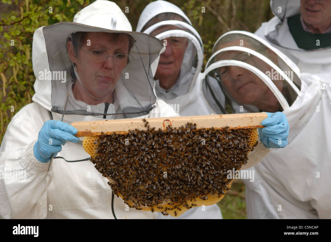 Imker Inspektion ein Bild aus einem Top Bar hive Stockfoto