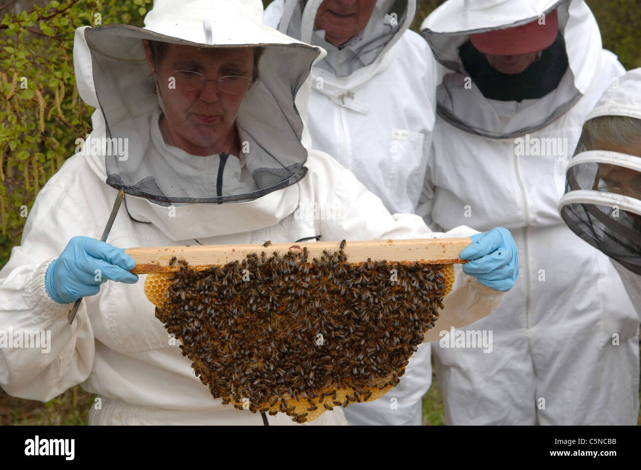 Imker Inspektion ein Bild aus einem Top Bar hive Stockfoto