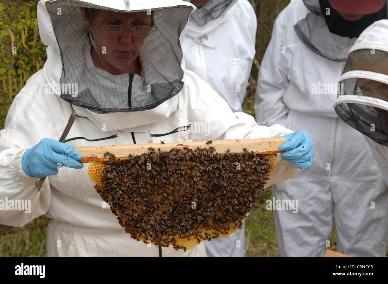 Imker Inspektion ein Bild aus einem Top Bar hive Stockfoto