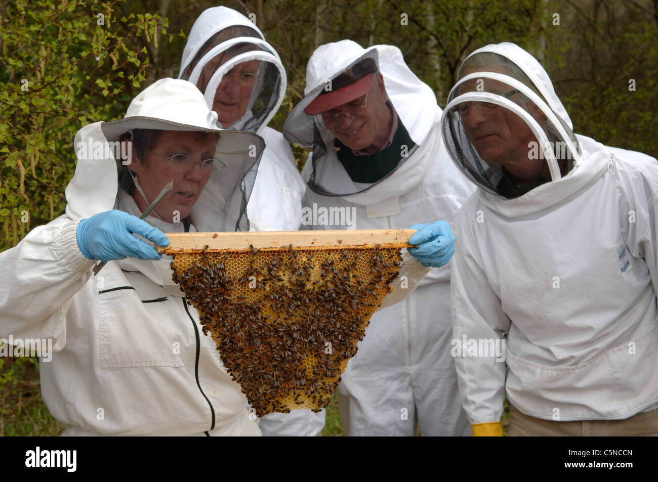 Imker Inspektion ein Bild aus einem Top Bar hive Stockfoto