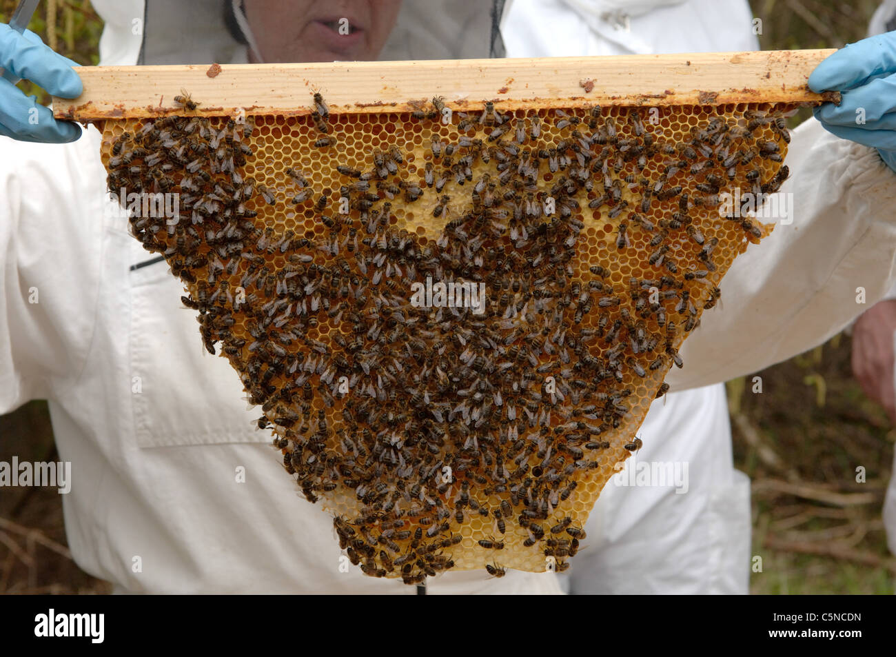 Imker Inspektion ein Bild aus einem Top Bar hive Stockfoto