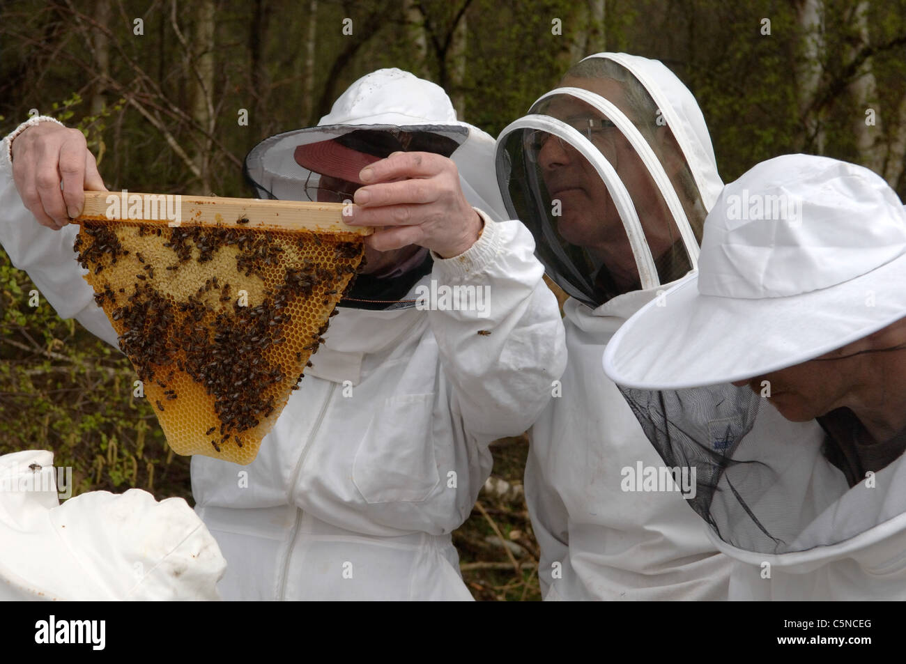 Imker Inspektion ein Bild aus einem Top Bar hive Stockfoto