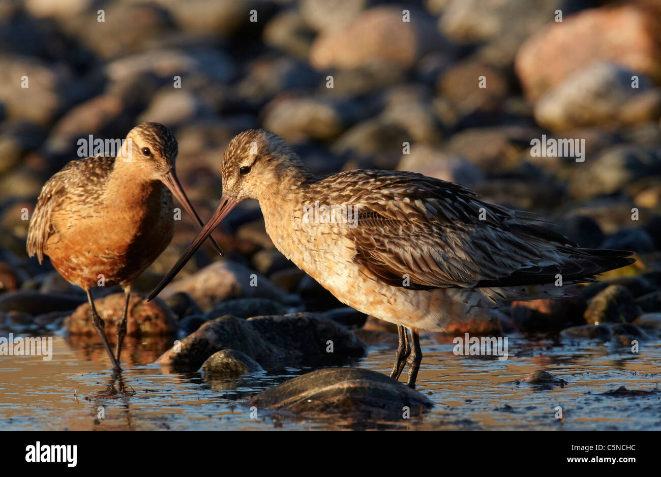 Bar-tailed Uferschnepfe (Limosa Lapponica). Zwei Erwachsene Männer im flachen Wasser auf Nahrungssuche. Stockfoto