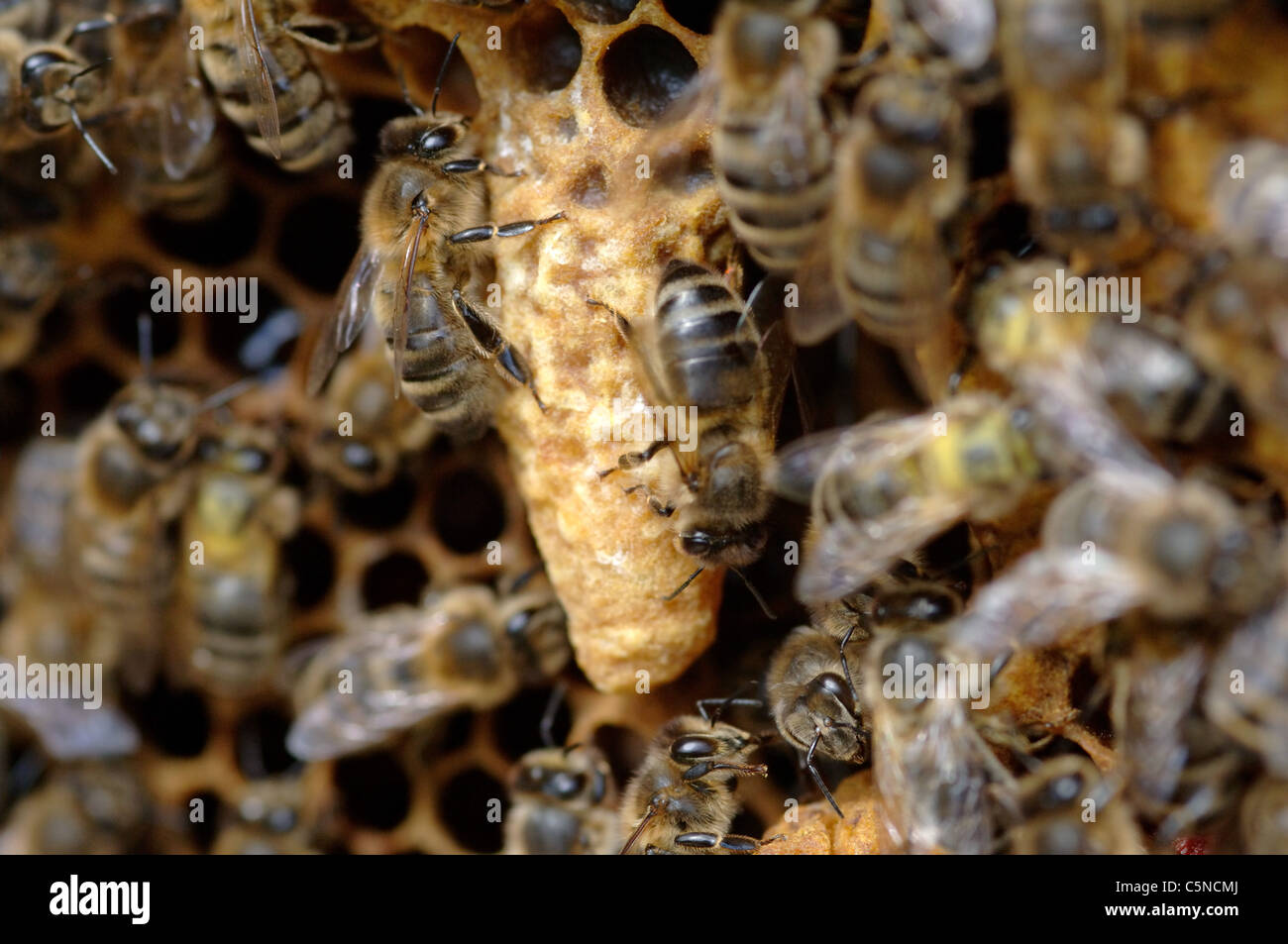 Honig Biene Weiselzellen auf einem Bienenstock-Rahmen Stockfoto