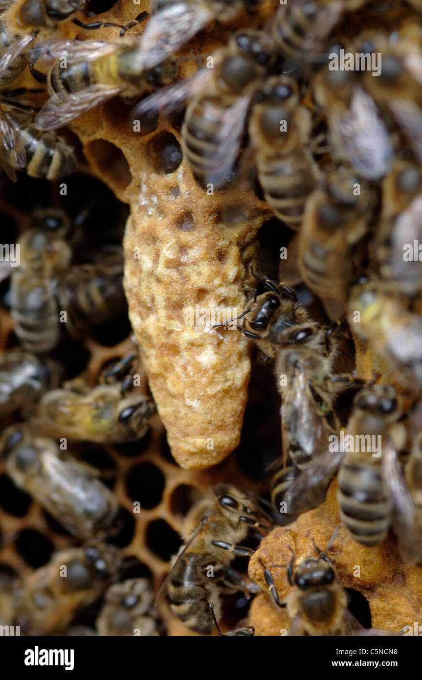Honig Biene Weiselzellen auf einem Bienenstock-Rahmen Stockfoto
