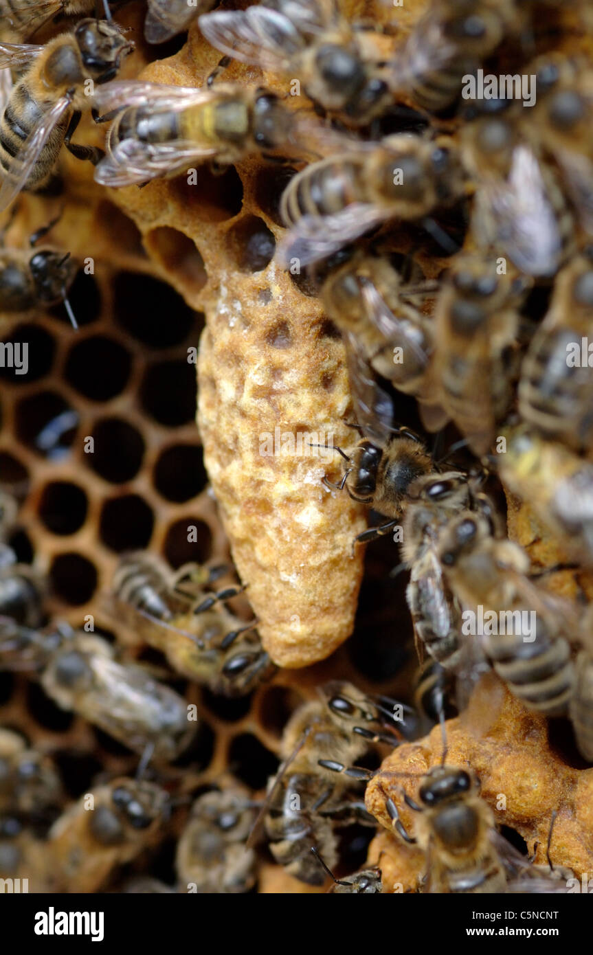 Honig Biene Weiselzellen auf einem Bienenstock-Rahmen Stockfoto