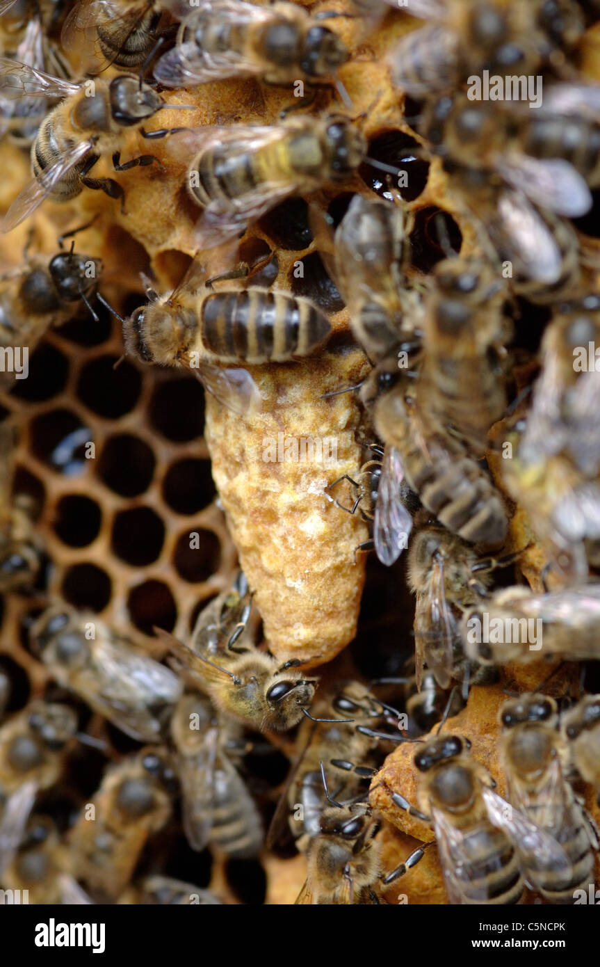 Honig Biene Weiselzellen auf einem Bienenstock-Rahmen Stockfoto