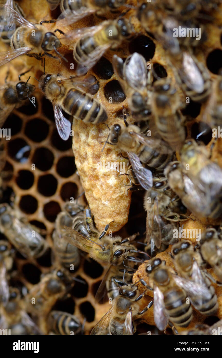 Honig Biene Weiselzellen auf einem Bienenstock-Rahmen Stockfoto