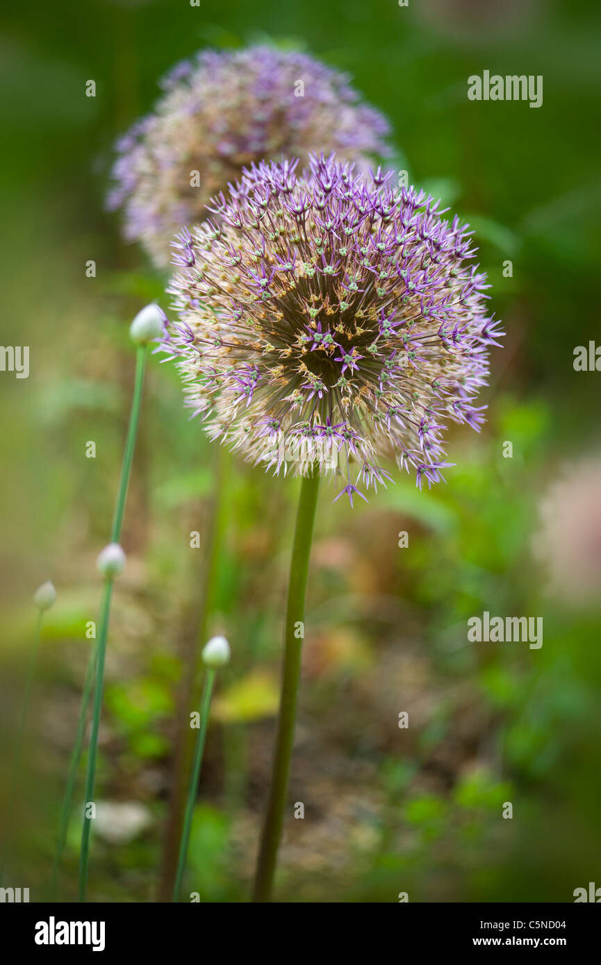 Allium Aflatunense 'Purple Sensation' - blühende Zwiebeln unter den Gräsern Stockfoto