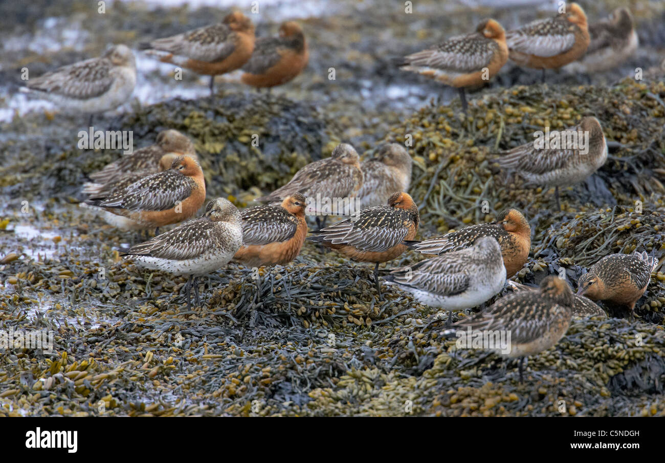 Bar-tailed Uferschnepfe (Limosa Lapponica). Männchen und Weibchen ruht auf Algen an der Küste. Stockfoto