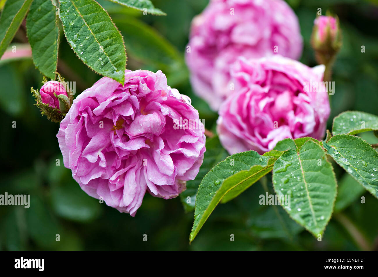 Rosa Rene d ' Anjou Kirschrot rosa rose Stockfoto